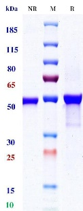 0 - Anti-CD3e & DLL3 & Serum Albumin Reference Antibody (Hpn328) APR11601