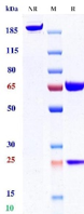 0 - Anti-CD20 & CD47 Reference Antibody (Amulirafusp alfa) APR11602