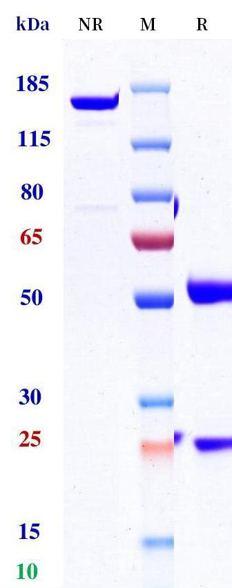 0 - Anti-CTLA4 & PD-1 Reference Antibody (Volrustomig) APR11603