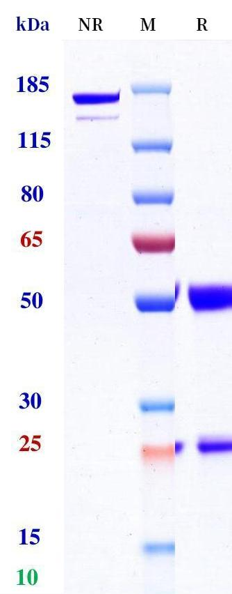 0 - Anti-PD-1 & PD-L1 Reference Antibody (Reozalimab) APR11605