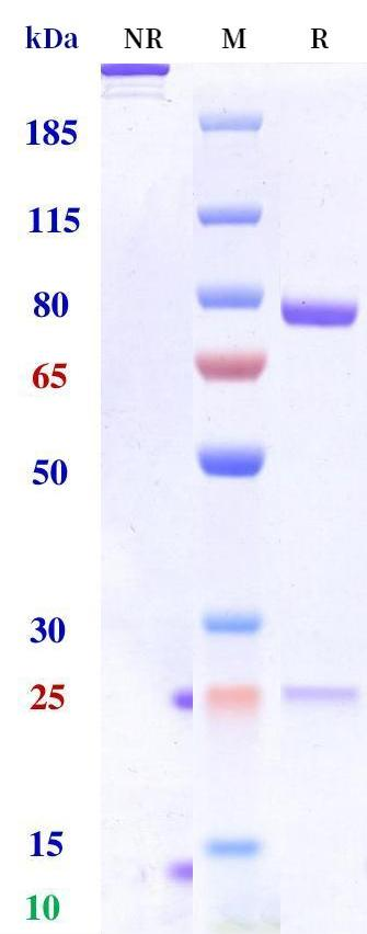 0 - Anti-PD-1 & VEGF Reference Antibody (Ivonescimab) APR11606