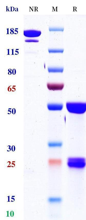 0 - Anti-4-1BB & PD-L1 Reference Antibody (Acasunlimab) APR11607