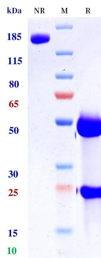 0 - Anti-DLL4 & VEGF Reference Antibody (Navicixizumab) APR11608