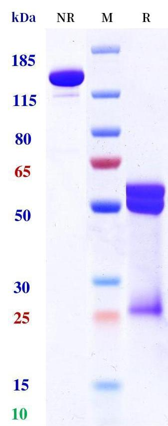 0 - Anti-HER2/neu Reference Antibody (Zanidatamab) APR11610