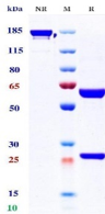 0 - Anti-LAG-3 & PD-1 Reference Antibody (Tebotelimab) APR11611