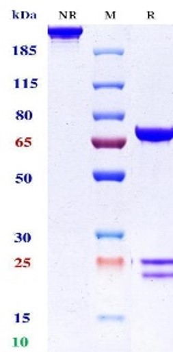 0 - Anti-LAG-3 & PD-1 Reference Antibody (Emb-02) APR11612