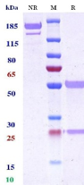 0 - Anti-Factor IX & Factor X Reference Antibody (Emicizumab) APR11613