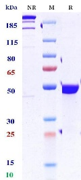 0 - Anti-CD3 & GD2 Reference Antibody (Nivatrotamab) APR11614