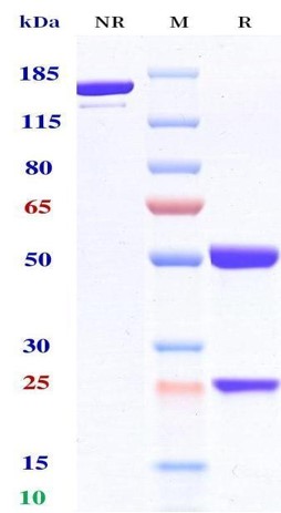 0 - Anti-CA125 & CD3 Reference Antibody (Ubamatamab) APR11615