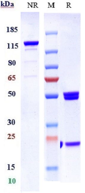 0 - Anti-ANG2 & VEGFA Reference Antibody (Vanucizumab) APR11616