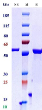 0 - Anti-CD19 & CD3 Reference Antibody (Blinatumomab) APR11617