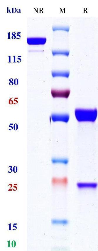 0 - Anti-CTLA4 & PD-1 Reference Antibody (Vudalimab) APR11618
