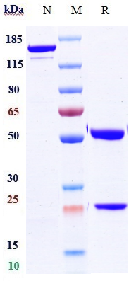 0 - Anti-HER2/neu & HER3 Reference Antibody (Zenocutuzumab) APR11619