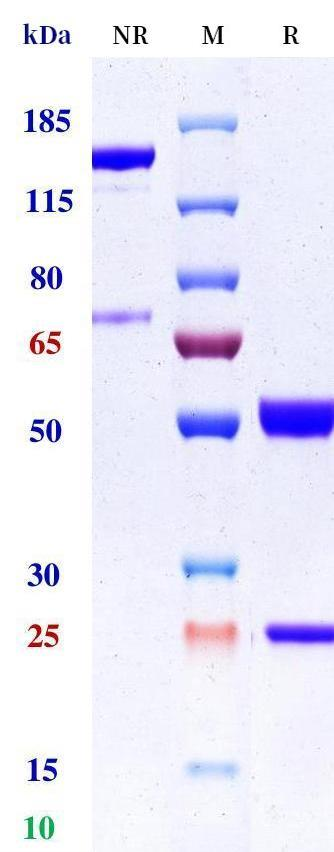 0 - Anti-PD-1 & TIM-3 Reference Antibody (Lomvastomig) APR11620