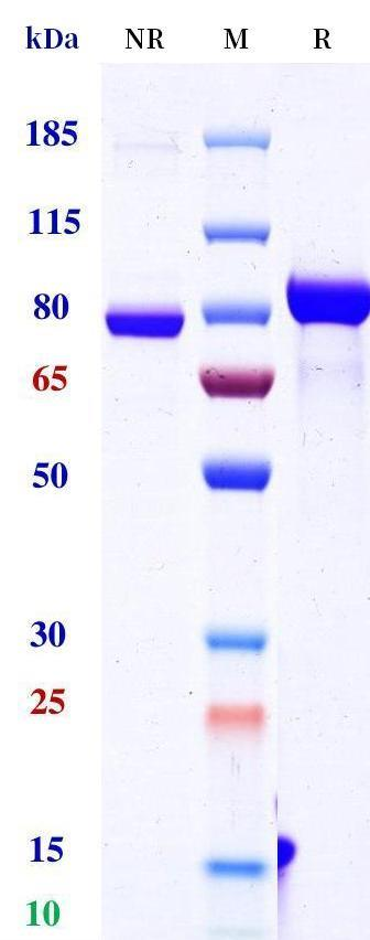 0 - Anti-CD3 & DLL3 Reference Antibody (Tarlatamab) APR11621