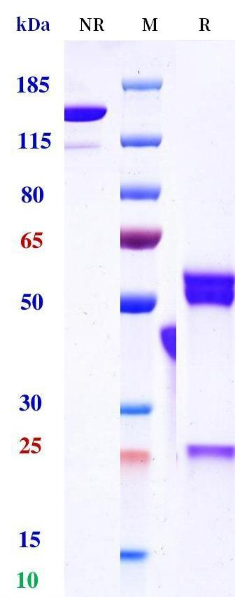 0 - Anti-CD3 & EpCAM Reference Antibody (M701) APR11622