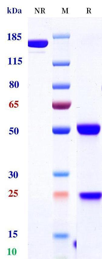 0 - Anti-CD28 & PSMA Reference Antibody (Nezastomig) APR11623