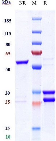 0 - Anti-CD123 & CD3 Reference Antibody (Flotetuzumab) APR11624
