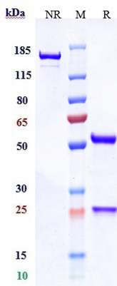 0 - Anti-TL1A Reference Antibody (PF-06480605) APR11625