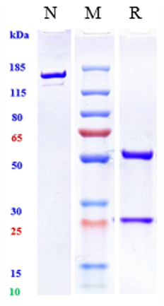 0 - Anti-Amyloid Beta Reference Antibody (Aβab002) APR11627