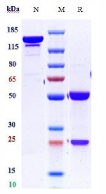 0 - Anti-HEL Isotype control（Human IgG1，Human Kappa） APR11630
