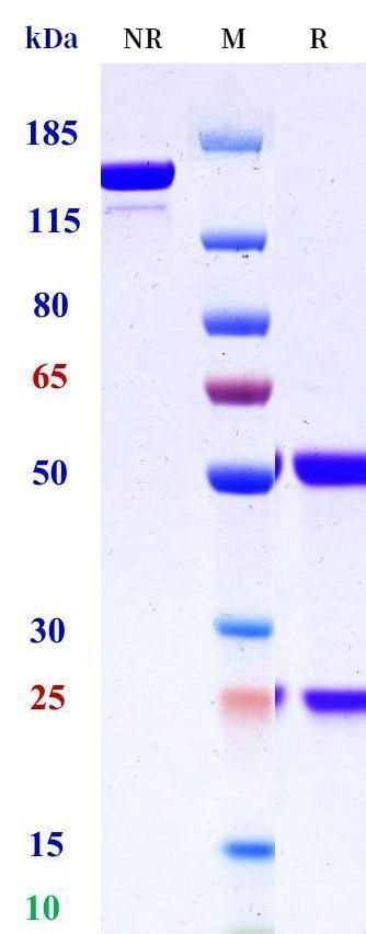 0 - Anti-HEL Isotype control（Human IgG1-LALA，Human Kappa） APR11631