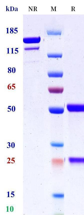 0 - Anti-HEL Isotype control（Human IgG1, Human Lambda） APR11632