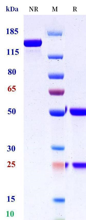 0 - Anti-HEL Isotype control（Human IgG2, Human Kappa） APR11633