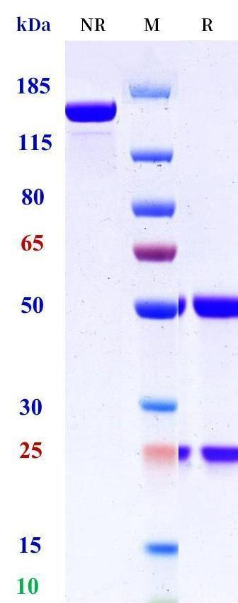 0 - Anti-HEL Isotype control（Human IgG4sp, Human Kappa） APR11634