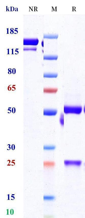 0 - Anti-HEL Isotype control（Human IgG4sp, Human Lambda C1） APR11635