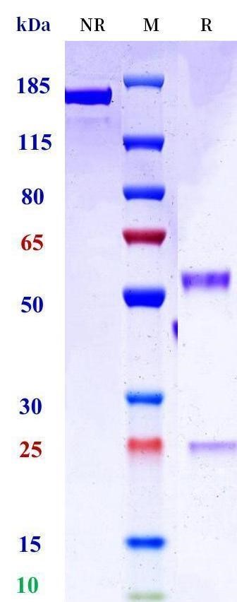 0 - Anti-HEL Isotype control（Mouse IgG2b，Mouse Kappa） APR11636