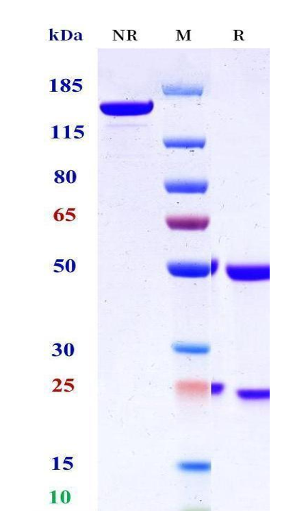 0 - Anti-HEL Isotype control（Mouse IgG1-TWDD，Mouse Kappa） APR11637
