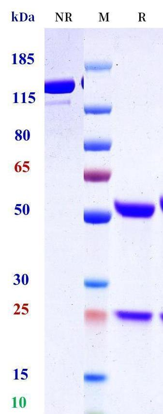 0 - Anti-HEL Isotype control（Mouse IgG2a, Mouse kappa） APR11638