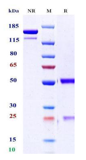 0 - Anti-HEL Isotype control（Mouse lgG2a，Mouse Lambda C1） APR11639