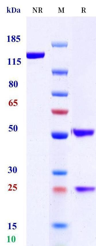 0 - Anti-HEL Isotype control（Rat IgG1, Rat kappa） APR11640