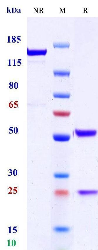 0 - Anti-HEL Isotype control（Rat IgG2b, Rat kappa） APR11641