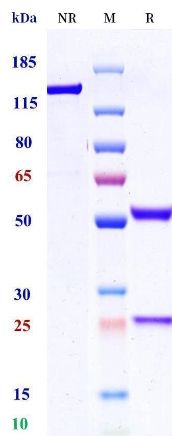 0 - Anti-HEL Isotype control（Rat IgG2a, Rat kappa） APR11642