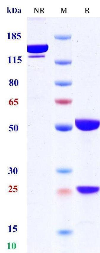 0 - Anti-B7-H1 / PD-L1 / CD274 Reference Antibody (SGN-PDL1) APR11643