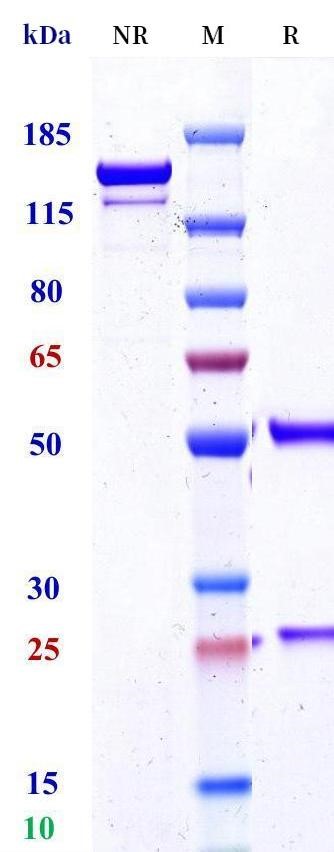 0 - Anti-CA6 Reference Antibody (huDS6) APR11644