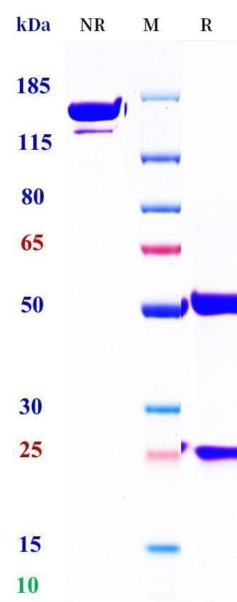 0 - Anti-CCR7 / CD197 Reference Antibody (CAP-100) APR11645