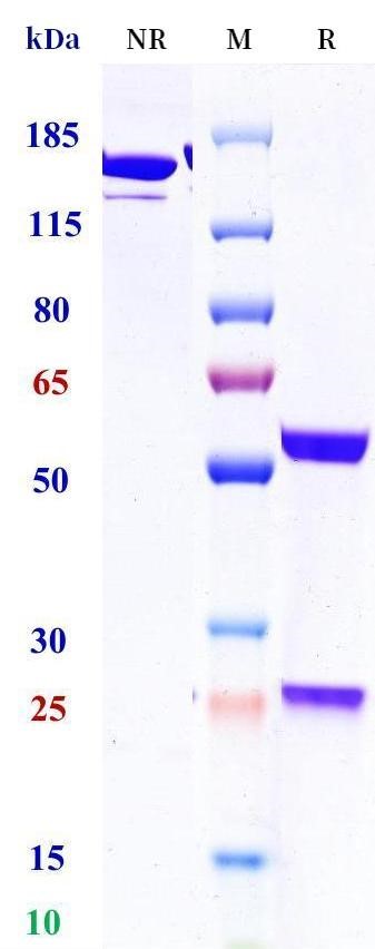 0 - Anti-CD19 Reference Antibody (Budoprutug) APR11647