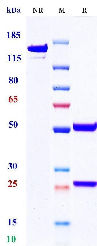 0 - Anti-CD3L1 Reference Antibody (13B7A6H3) APR11659