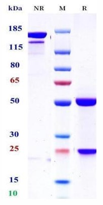 0 - Anti-CD44 Reference Antibody (RO-5429083) APR11660