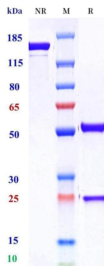 0 - Anti-CDH17 / Cadherin-17 Reference Antibody (Cabotamig (IgG1-PG-LALA) ) APR11661