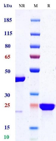 0 - Anti-CEACAM5 / CEA / CD66e Reference Antibody (labetuzumab (Fab)) APR11662