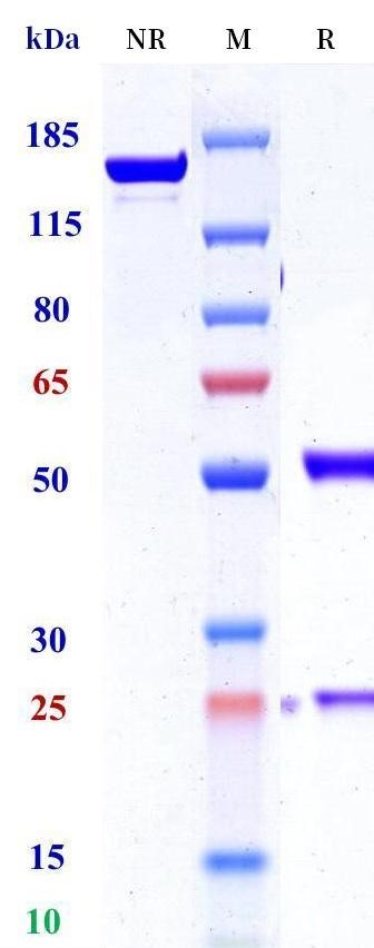 0 - Anti-CD26 Reference Antibody (YS110) APR11671