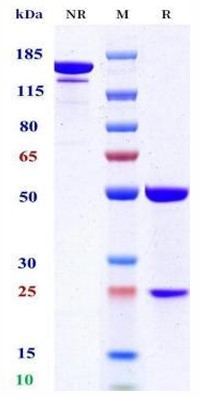 0 - Anti-ERBB2 / HER2 / CD340 Reference Antibody (HLX-22) APR11672