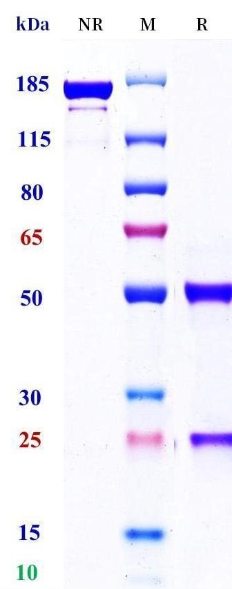 0 - Anti-ERBB3 / HER3 Reference Antibody (MP-RM-1) APR11673