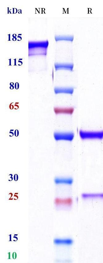 0 - Anti-ERBB3 / HER3 Reference Antibody (Ab562) APR11674