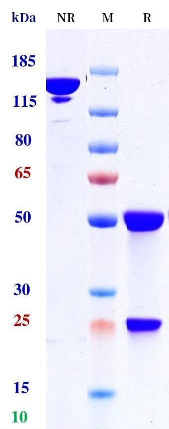 0 - Anti-FGFR2 / CD332 Reference Antibody (bemarituzumab) (FUT8-KO) APR11675